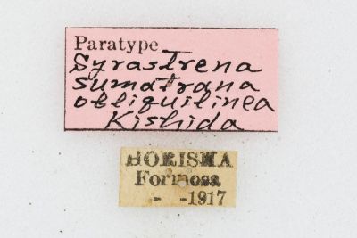 薄翅枯葉蛾 Syrastrena sumatrana obliquilinea