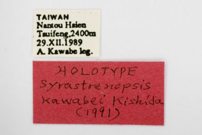 川邊氏枯葉蛾 Syrastrenopsis kawabei