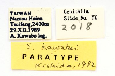 川邊氏枯葉蛾 Syrastrenopsis kawabei
