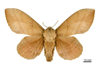 大灰枯葉蛾 Lebeda nobilis nobilis 雌蟲