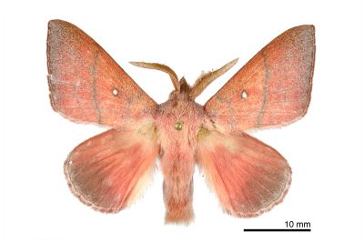 臺灣蘋毛蟲 Odonestis bheroba formosae 雄蟲