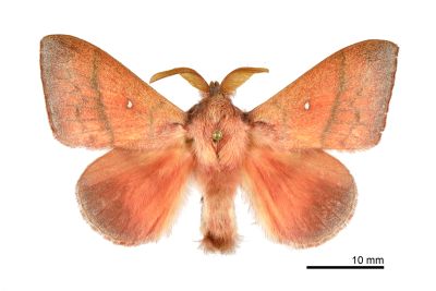 臺灣蘋毛蟲 Odonestis bheroba formosae 雄蟲