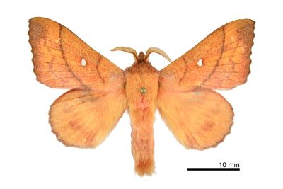 蘋毛蟲 Odonestis pruni rufescens 雄蟲