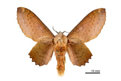 臺灣枯葉蛾 Paradoxopla sinuata taiwana 雌蟲