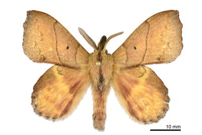 黃斑枯葉蛾 Radhica flavovittata taiwanensis 雄蟲