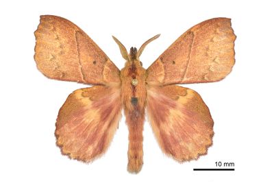 黃斑枯葉蛾 Radhica flavovittata taiwanensis 雄蟲