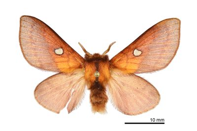 大元寶枯葉蛾 Somadasys catacoides 雌蟲