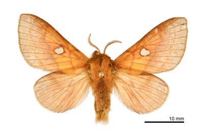 大元寶枯葉蛾 Somadasys catacoides 雌蟲