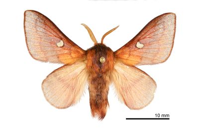 大元寶枯葉蛾 Somadasys catacoides 雄蟲