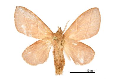 薄翅枯葉蛾 Syrastrena sumatrana obliquilinea 雌蟲
