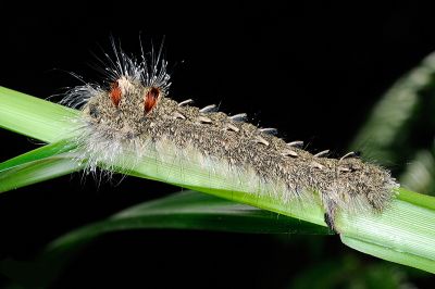 大灰枯葉蛾 Lebeda nobilis nobilis