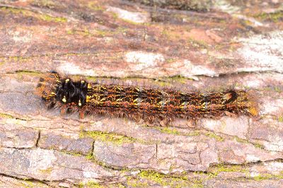 鋸紋枯葉蛾 Dendrolimus arizana