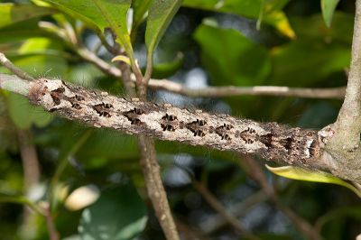波紋枯葉蛾 Kunugia undans metanastroides