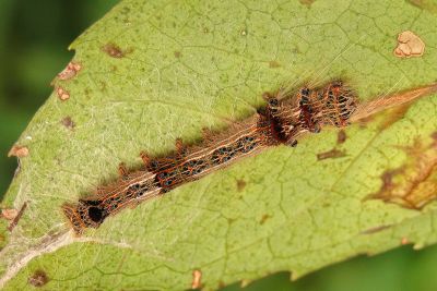 大褐斑枯葉蛾 Paralebeda femorata mirabilis
