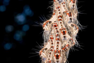 大斑Y毛蟲 Metanastria hyrtaca