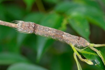 大褐斑枯葉蛾 Paralebeda femorata mirabilis