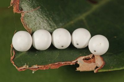 大褐斑枯葉蛾 Paralebeda femorata mirabilis