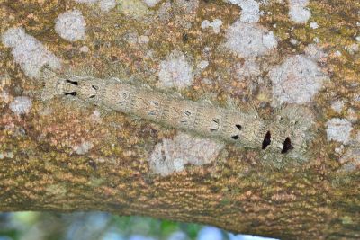 大灰枯葉蛾 Lebeda nobilis nobilis