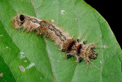 大褐斑枯葉蛾 Paralebeda femorata mirabilis
