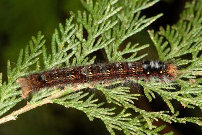 鋸紋枯葉蛾 Dendrolimus arizana