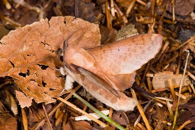 臺灣枯葉蛾 Paradoxopla sinuata taiwana 雄蟲