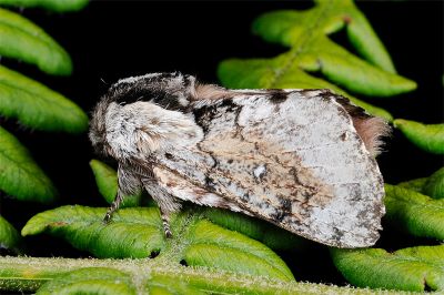 銀肩小枯葉蛾（暫稱中文名） Cosmotriche discitincta discitincta 雄蟲