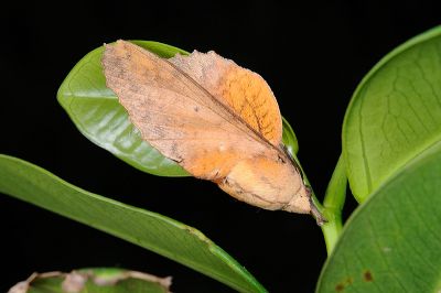 鋸緣枯葉蛾 Gastropacha horishana 雄蟲