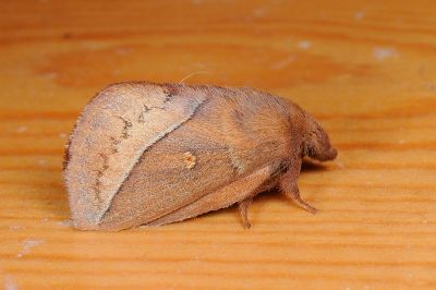 褐斜帶枯葉蛾 Euthrix tamahonis 雄蟲