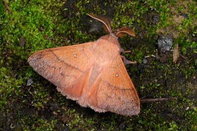 臺灣蘋毛蟲 Odonestis bheroba formosae 雄蟲