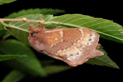 鋸紋枯葉蛾 Dendrolimus arizana 雄蟲