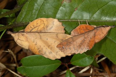 鋸緣枯葉蛾 Gastropacha horishana 交尾中個體