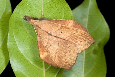 黃斑枯葉蛾 Radhica flavovittata taiwanensis 雄蟲