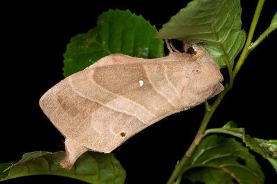 大灰枯葉蛾 Lebeda nobilis nobilis 雄蟲
