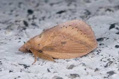 淡紋斜帶枯葉蛾 Euthrix nigropuncta 雄蟲