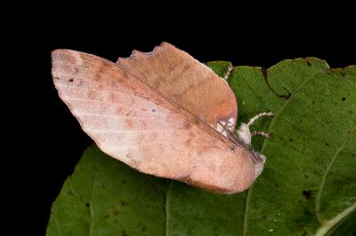 臺灣枯葉蛾 Paradoxopla sinuata taiwana 雄蟲