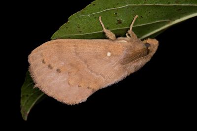 波紋枯葉蛾 Kunugia undans metanastroides 雄蟲
