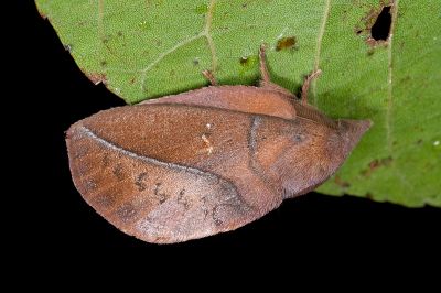 暗斜帶枯葉蛾 Euthrix orboy occasialis 雄蟲
