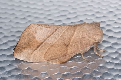 大灰枯葉蛾 Lebeda nobilis nobilis 雌蟲