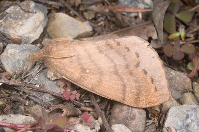 波紋枯葉蛾 Kunugia undans metanastroides 雌蟲