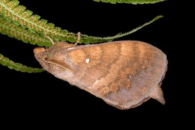 波紋枯葉蛾 Kunugia undans metanastroides 雄蟲
