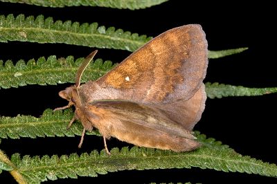 波紋枯葉蛾 Kunugia undans metanastroides 雄蟲