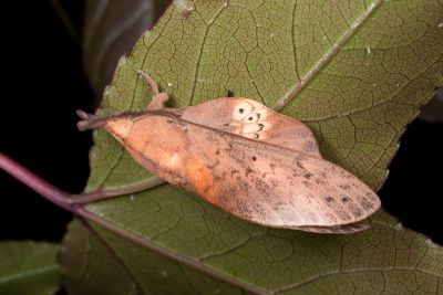 緣斑枯葉蛾 Gastropacha pardale formosana 雄蟲