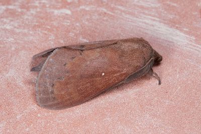 馬尾松枯葉蛾 Dendrolimus punctatus 雄蟲