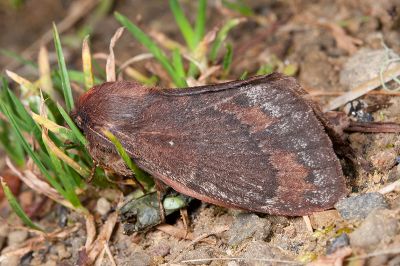 鋸紋枯葉蛾 Dendrolimus arizana 雌蟲