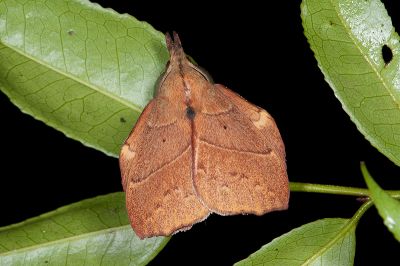 黃斑枯葉蛾 Radhica flavovittata taiwanensis 雄蟲