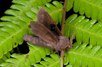 大斑Y毛蟲 Metanastria hyrtaca 雄蟲