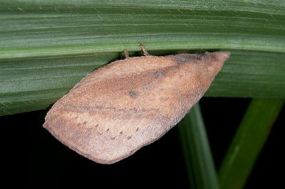 淡紋斜帶枯葉蛾 Euthrix nigropuncta 雄蟲