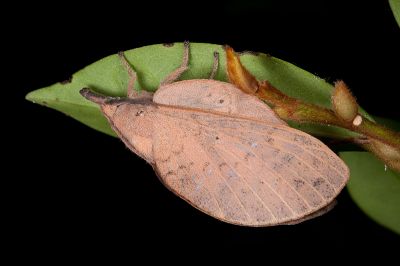 緣斑枯葉蛾 Gastropacha pardale formosana 雌蟲