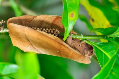 大灰枯葉蛾 Lebeda nobilis nobilis 雌蟲