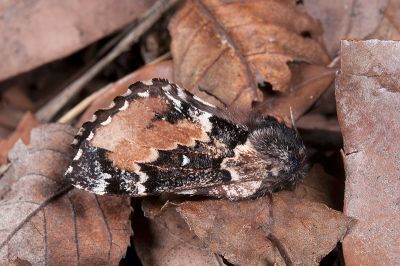 銀肩小枯葉蛾（暫稱中文名） Cosmotriche discitincta discitincta 雌蟲
